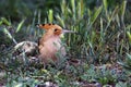 Hoopoe or Upupa epops, bucerotiform bird of the Upupidae family. Royalty Free Stock Photo