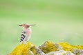 Hoopoe or Upupa epops, bucerotiform bird of the Upupidae family. Royalty Free Stock Photo