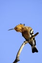 Hoopoe or Upupa epops, bucerotiform bird of the Upupidae family. Royalty Free Stock Photo