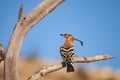 Hoopoe or Upupa epops, bucerotiform bird of the Upupidae family. Royalty Free Stock Photo