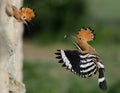 Hoopoe