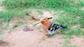 Hoopoe foraging on the ground spotted in Udawalawe national park safari. Beautiful exotic bird close-up photograph Royalty Free Stock Photo