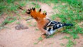 Hoopoe foraging on the ground spotted in Udawalawe national park safari. Beautiful exotic bird close up photograph Royalty Free Stock Photo