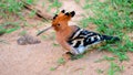 Hoopoe foraging on the ground spotted in Udawalawe national park safari. Beautiful exotic bird close-up photograph Royalty Free Stock Photo