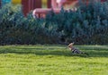 hoopoe on a grass hoopoe bird on the Royalty Free Stock Photo