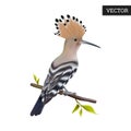 Hoopoe isolated on a white background. Realistic Upupa epops. Vector illustration 3D. Natural asian wild bird on branch.