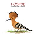 Hoopoe