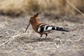 Hoopoe - Namibia