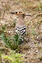 Hoopoe! Nice looking bird with long bill and colorful crested.