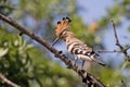 Hoopoe Pecking