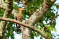 Hoopoe perching on longan branch looking into a distance