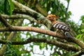 Hoopoe perching on Longan tree with an insect in her beak to feed her chick