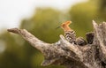 Hoopoe perching on olive Tree trunk