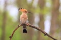 Hoopoe perching on a thin branch