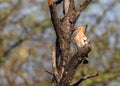 A Hoopoe perching on tree