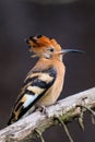 Hoopoe perching on wood isolated in blurred background