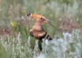 The hoopoe is photographed in the thick grass Royalty Free Stock Photo