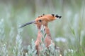 The hoopoe is photographed in the thick grass Royalty Free Stock Photo