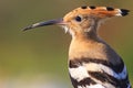 Hoopoe portrait of wild birds