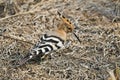 Hoopoe