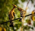 A hoopoe sharing the food