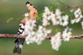 Hoopoe sings a song among the white robinia flowers