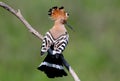 Hoopoe sits on a sloping branch with his back to the photographer Royalty Free Stock Photo