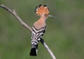 Hoopoe sits on a sloping branch with his back to the photographer Royalty Free Stock Photo