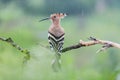 Hoopoe sitting on a branch in the rain