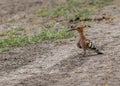 Hoopoe sitting on a ground