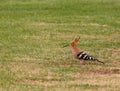 Hoopoe sitting on lawn