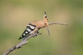 Hoopoe song