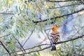 Hoopoe (Upupa epops) Royalty Free Stock Photo