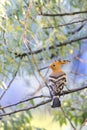 Hoopoe (Upupa epops) Royalty Free Stock Photo