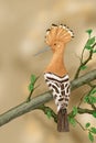 Hoopoe, Upupa epops