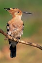 The Hoopoe (Upupa Epops) Royalty Free Stock Photo