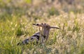 Hoopoe (Upupa epops) in backyard grass