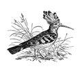 Hoopoe or Upupa epops bird / Antique engraved illustration from from La Rousse XX Sciele Royalty Free Stock Photo