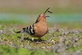 Hoopoe, Upupa epops, bird with open bill with food, Gran Canaria