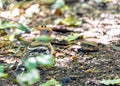 Hoopoe (Upupa epops) in Madrid, Spain