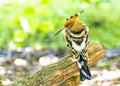 Hoopoe (Upupa epops) in Madrid, Spain