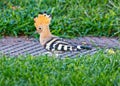 Hoopoe (Upupa epops) in Madrid, Spain