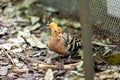 Hoopoe (Upupa epops) in Madrid, Spain