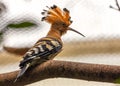 Hoopoe (Upupa epops) in Madrid, Spain