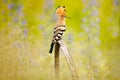 Hoopoe, Upupa epops, nice orange bird with crest sitting by the violet flower on the summer meadow, Hungary. Beautiful bird in the Royalty Free Stock Photo