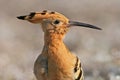 Hoopoe, Upupa epops, portrait of rare bird with crest and long bill, Bulgaria
