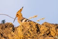 Hoopoe, Upupa epops, sitting on ground, bird with orange crest. Royalty Free Stock Photo