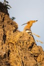 Hoopoe, Upupa epops, sitting on ground, bird with orange crest. Royalty Free Stock Photo