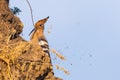 Hoopoe, Upupa epops, sitting on ground, bird with orange crest. Royalty Free Stock Photo