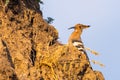 Hoopoe, Upupa epops, sitting on ground, bird with orange crest. Royalty Free Stock Photo